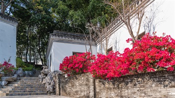 <em>Bougainvillea spectabilis</em>